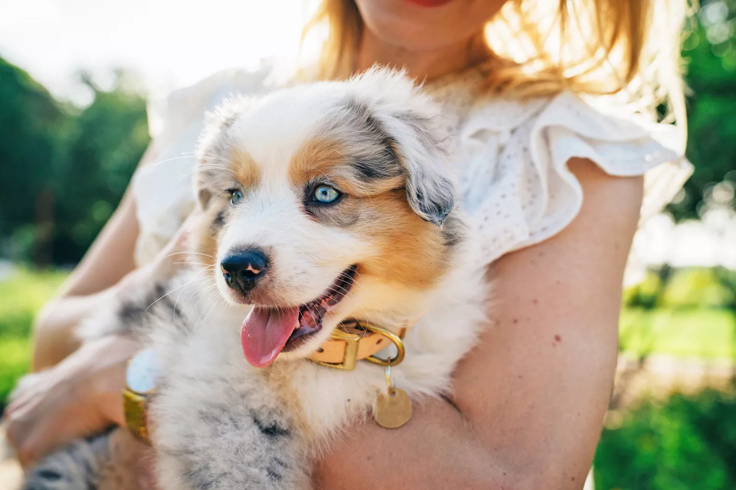 Australian Shepherd