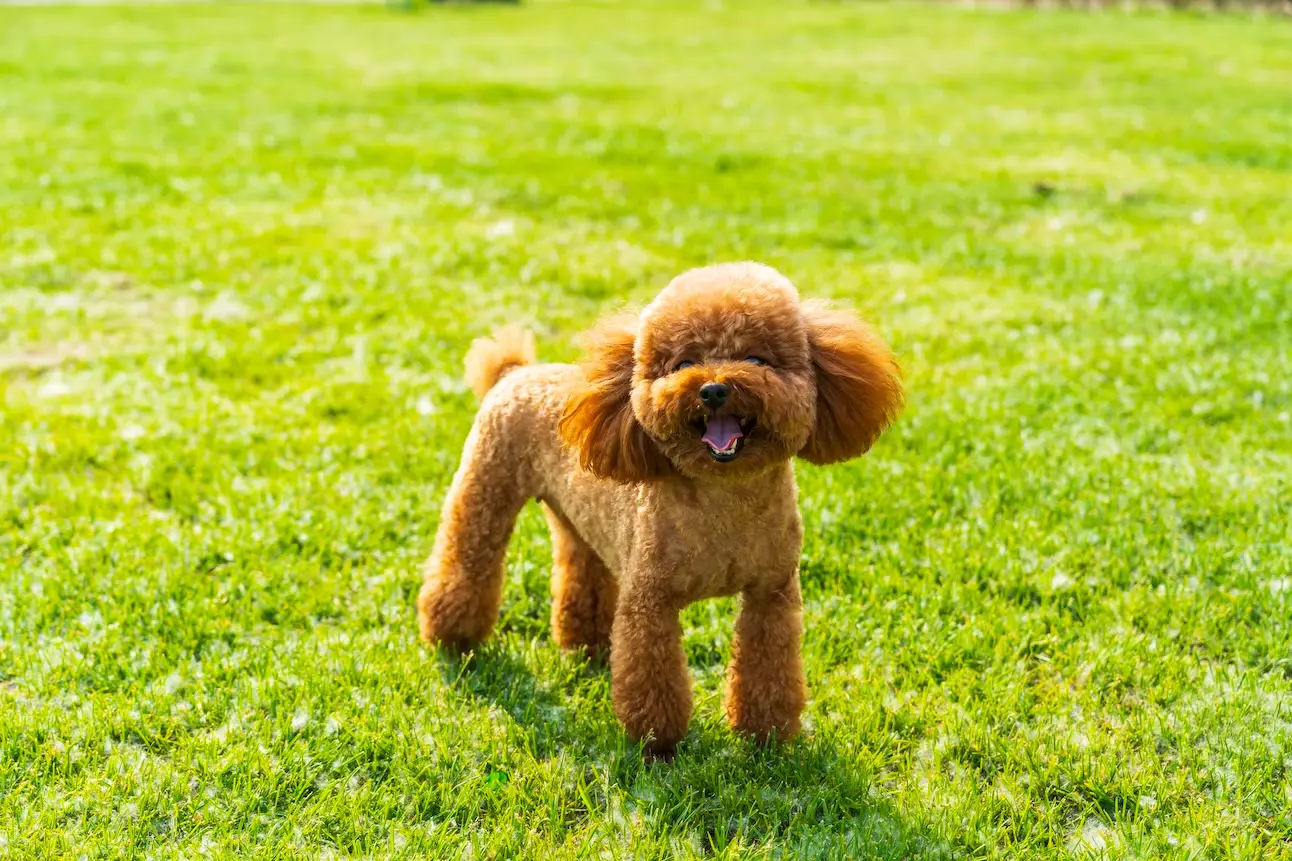 Toy Poodle